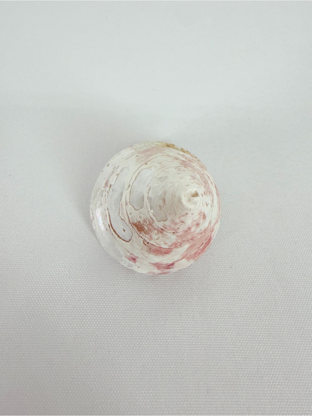 Seashell from the ocean - Picture 2 of 6